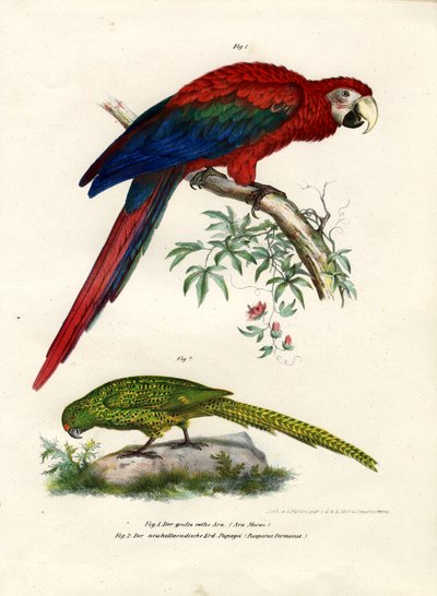 Ara Scarlatta, 1864 da German School